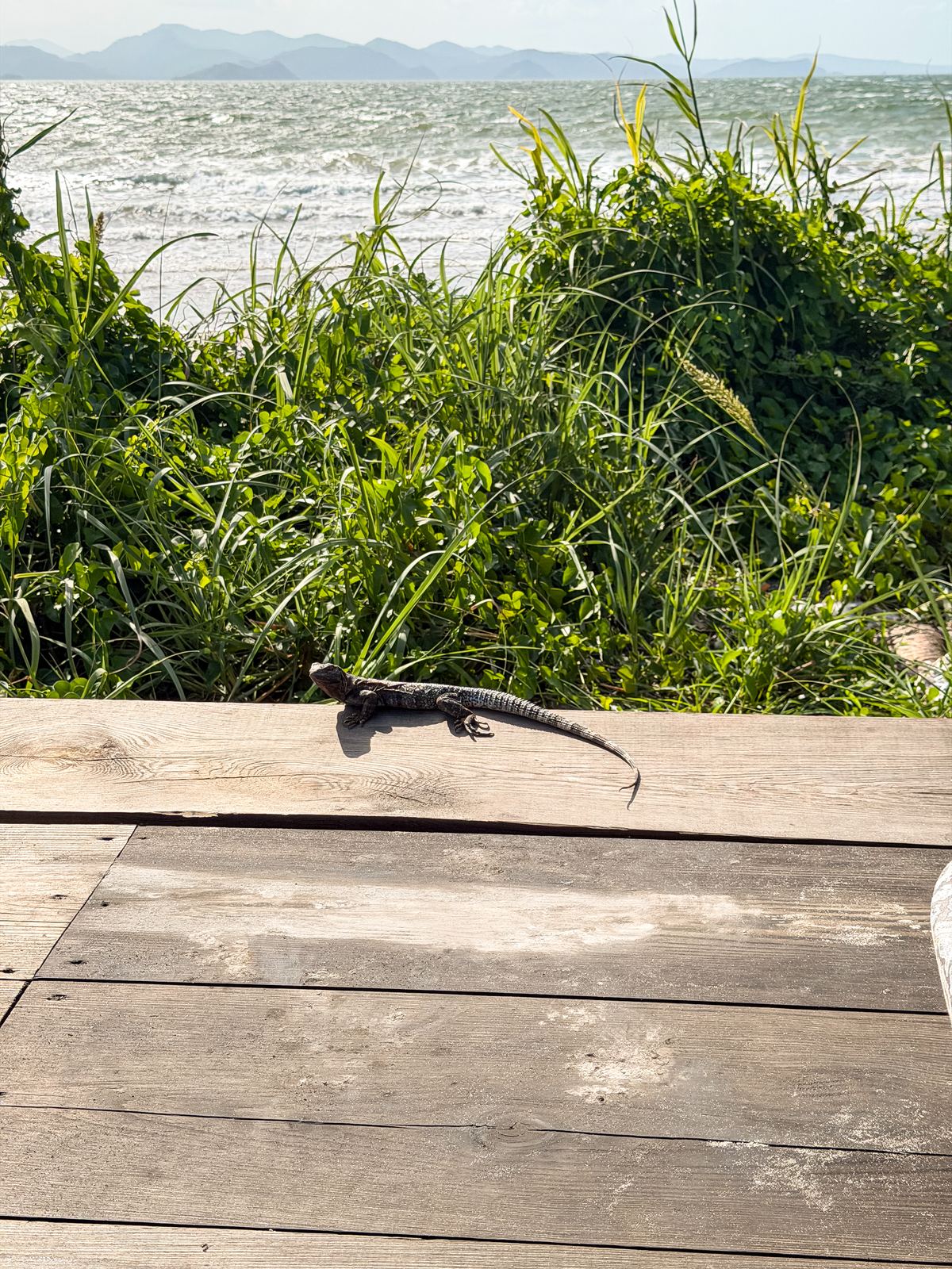 Iguana resting on a wooden dock rail